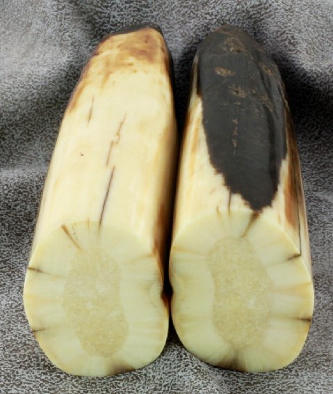 fossil walrus artifact handles (for a Faisal set)-1-C.JPG fossil walrus artifact handles (for a Faisal set)-1-C.JPG